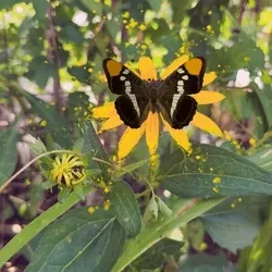 The Butterfly Effect 740