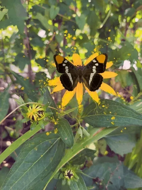 Item #101366875403809539289688075654687407790382214928531446111005503106810394968065 Media