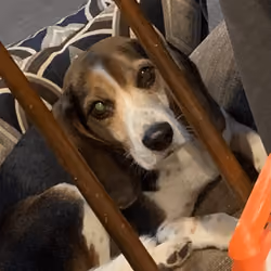 beagle bagel behind bars