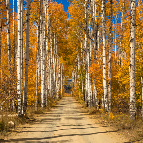 Indigindig4 Collection