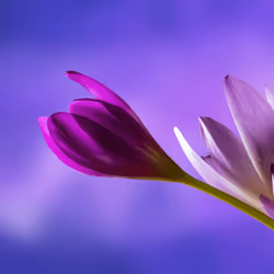 Flowers #66a