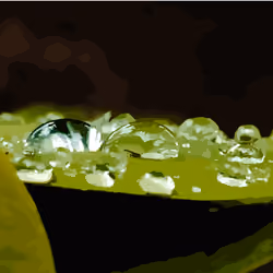Water drops on the leaf