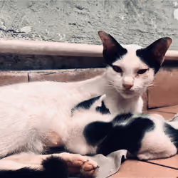 kucing minum susu