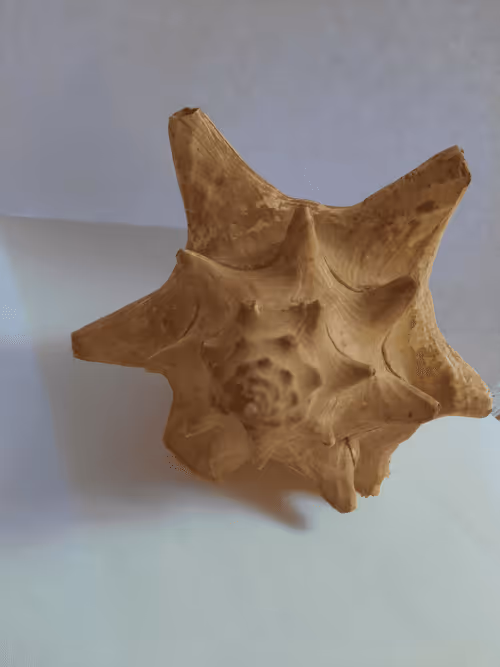 Item #4820119854901972643441539002551982779613801193991359938503376114655254544385 Media