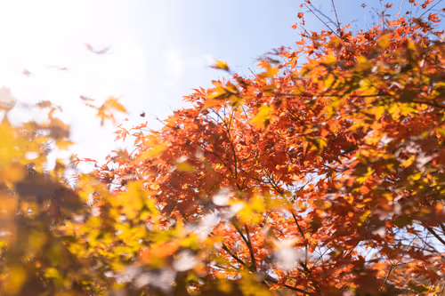 Untitled Collection #23701430