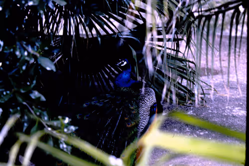 Item #113047771030127017240919341709485116586684509374101894410877815039286740779009 Media