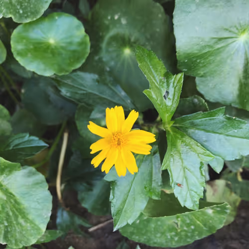 small thing, yellow flower 