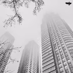 FOG #2