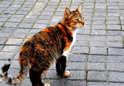 Untitled Collection #28865958