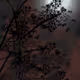 110817325969803721554414874001628957643438278349747275011942383507848965390337
