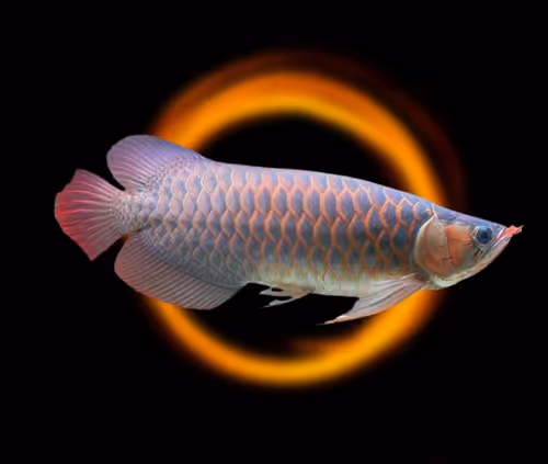 Untitled Collection #254266345