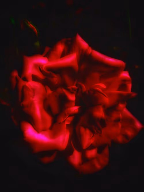 Item #49498289782177388080260634025938964254720799924898270150503632866897284825089 Media