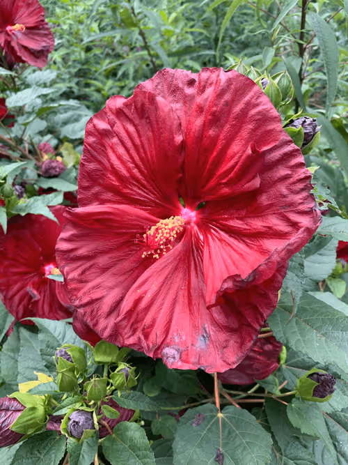 Item #108333172836631629328696584714053398631603269563571358519615745322911289835521 Media