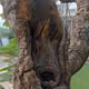 aged wood
