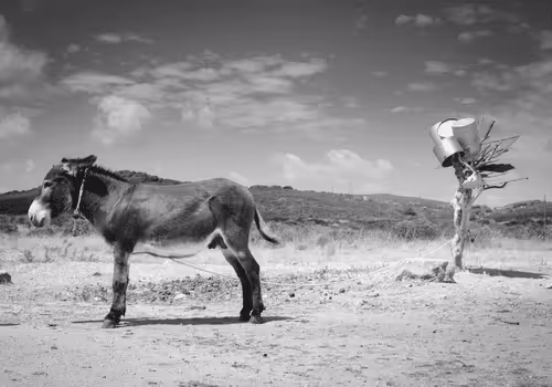 Item #44700108579651333138667542629820837396884608340507399849221760703264819511297 Media