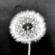 85850591673223284577342137010661094675399961787391554831248409814675480379393