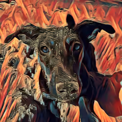 The Flying Ears #14