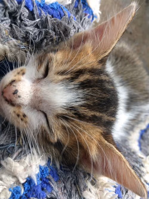 Item #48379251883092317443194330208135156888907821779132589659342184502365394042881 Media