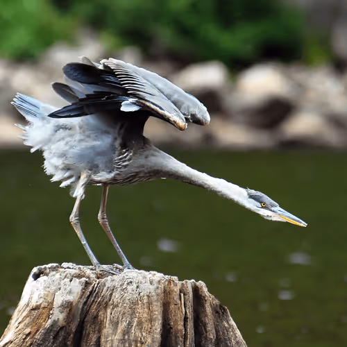 Item #60839276870702459536115980663435026977207856631347422568339333221884174008321 Media