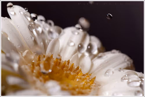 Nature Photographer 177169894