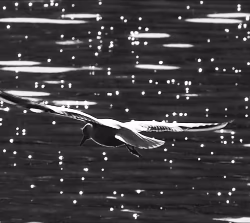 Item #83382147731341290700743911121086503553077510737718863386586598113325147488268 Media