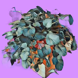 Pelargonium #9