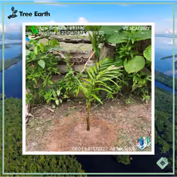 Açaí-de-touceira[Euterpe oleracea Mart.] - Plant Certificate #3148
