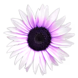Sunflower Energy VI