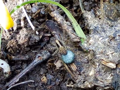 Item #18279368597565041265121237626867746954701071610314993633361532914804358905857 Media