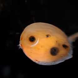 93923887731966639760197662534300547726212510779526051617655967252441982828545