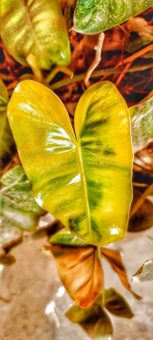 Item #38635769552370406339735606302440485679200118302111211897685168739576683954177 Media