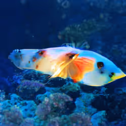 93923887731966639760197662534300547726212510779526051617655967266735633989633