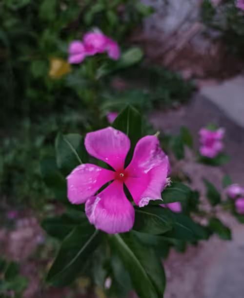 Item #47861482157332132367100566057218311930946698931742398831149438421321256009729 Media