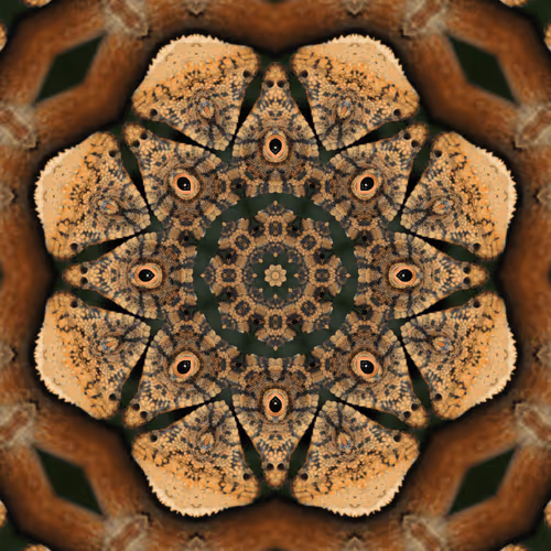 Item #56574662259603682151245989215512264543106181545014608248201408239504474505217 Media