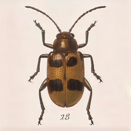 Item #58241160855422744817468407088196322100109565521561100950236904544233041428481 Media