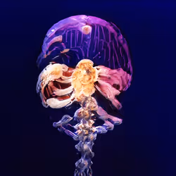 93923887731966639760197662534300547726212510779526051617655967274432215384065