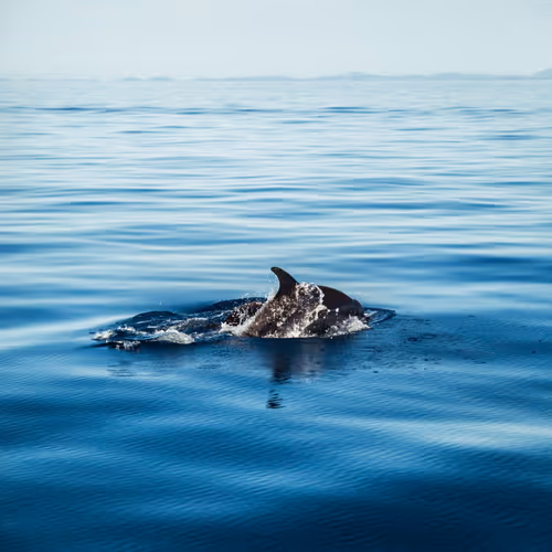 Untitled Collection #196393079