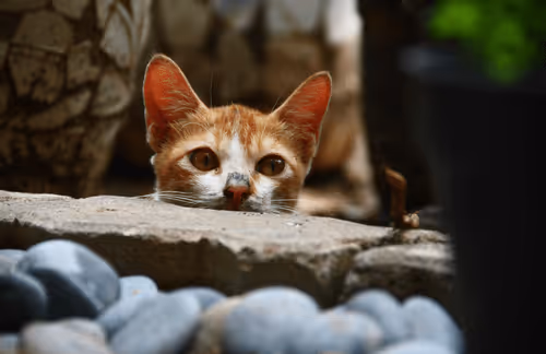 66287107933414317534982190066107327807963903563540774280285349300019002343425