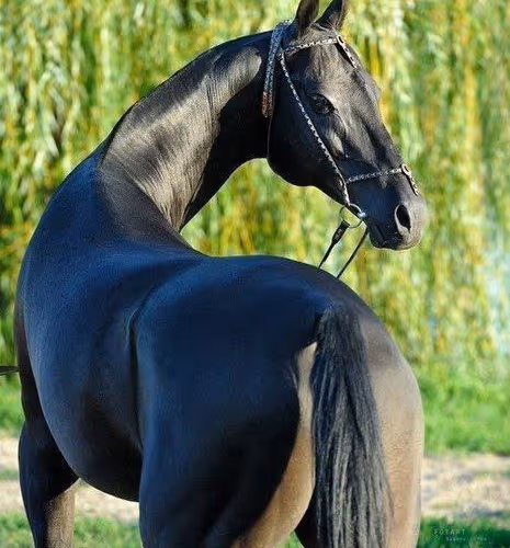 2468119463308914702005443652102614178506533567319377457804557030659245211649