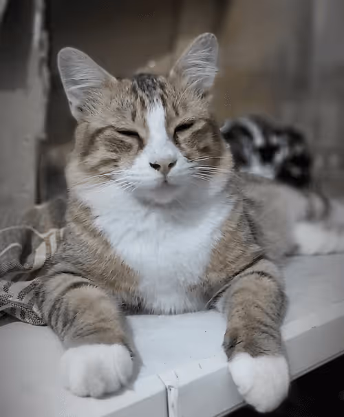 Item #81559246255537593730420216507820627721497988450946142083810243231334073892865 Media