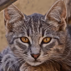Cat eyes