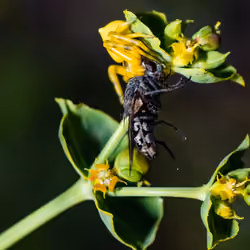 death among the flowers