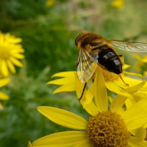 The Bee