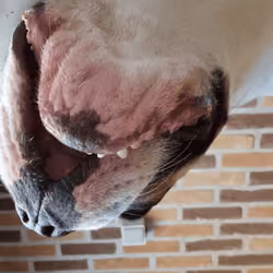 Harvey - French Bulldog - Howl
