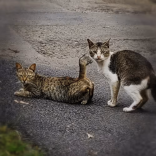 Untitled Collection #547338689