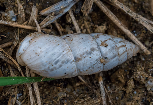 Item #81039049813216597257953829520223769972049979763513540310904561891355872198657 Media