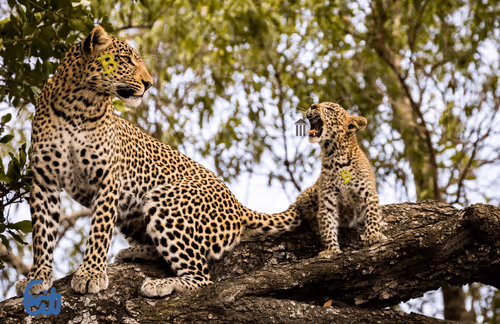 21286616541368493270952273154919658706491111186853565386377985444404355137537