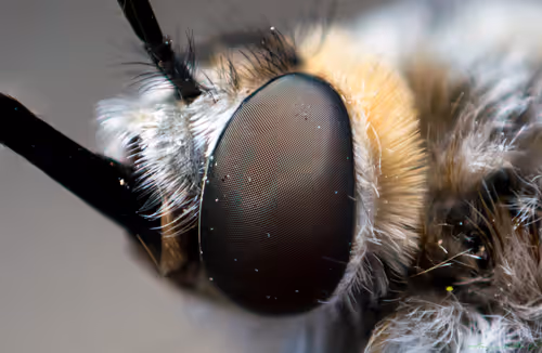 Item #71581581597643149467168648258107612895954652737946138187853336692129724891137 Media