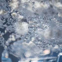 Bokeh #8