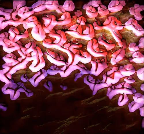 Item #110796409830888733246172112214024682046224635394592269567076333834317642858497 Media